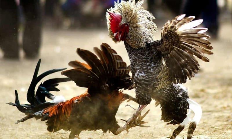 Tổng quan về kinh nghiệm chọn đá gà